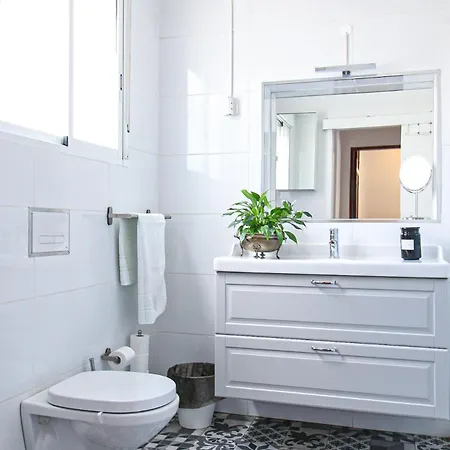 Tibouchina فيلة *